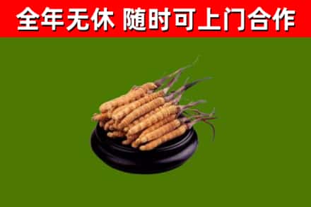惠安县烟酒回收冬虫夏草.jpg